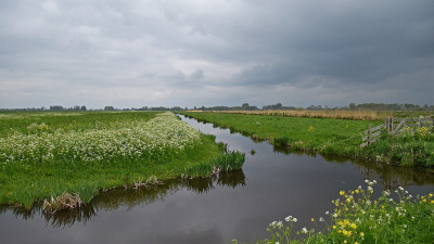 <i class='fa fa-user'></i>&nbsp;kooyammers&nbsp;|  Volop Fluitenkruid&nbsp; <i class='fa fa-eye'>&nbsp;61</i> &nbsp;<i class='fa fa-thumbs-up'>&nbsp;2</i> &nbsp; <i class='fa fa-comment-o'>&nbsp;6</i>