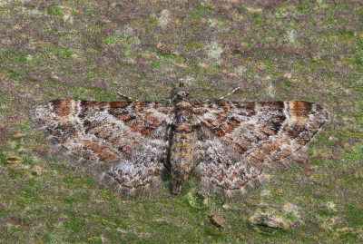 <i class='fa fa-user'></i>&nbsp;Robert Rodenburg&nbsp;|  Zwartkamdwergspanner&nbsp; <i class='fa fa-eye'>&nbsp;68</i> &nbsp;<i class='fa fa-thumbs-up'>&nbsp;6</i> &nbsp; <i class='fa fa-comment-o'>&nbsp;5</i>