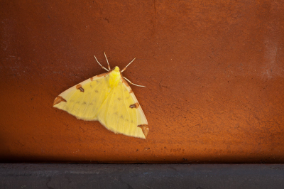 <i class='fa fa-user'></i>&nbsp;Adri Gr Nuelend&nbsp;|  Hagedoornvlinder&nbsp; <i class='fa fa-eye'>&nbsp;57</i> &nbsp;<i class='fa fa-thumbs-up'>&nbsp;1</i> &nbsp; <i class='fa fa-comment-o'>&nbsp;8</i>