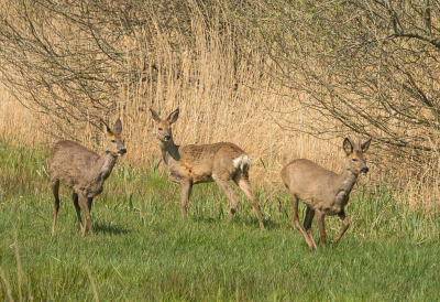 <i class='fa fa-user'></i>&nbsp;Truus Aletta Maan&nbsp;|  Ree&nbsp; <i class='fa fa-eye'>&nbsp;90</i> &nbsp; <i class='fa fa-comment-o'>&nbsp;6</i>