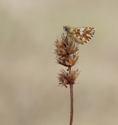 <i class='fa fa-user'></i>&nbsp;Jurgen Maassen&nbsp;|  Aardbeivlinder&nbsp; <i class='fa fa-eye'>&nbsp;76</i> &nbsp;<i class='fa fa-thumbs-up'>&nbsp;8</i> &nbsp; <i class='fa fa-comment-o'>&nbsp;7</i>