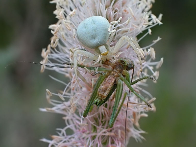 <i class='fa fa-user'></i>&nbsp;Edwin van Spronsen&nbsp;| Gewone Kameleonspin&nbsp; <i class='fa fa-eye'>&nbsp;192</i> &nbsp; <i class='fa fa-comment-o'>&nbsp;2</i>