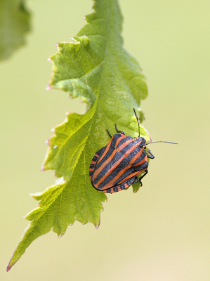 <i class='fa fa-user'></i>&nbsp;Mignon-Creative&nbsp;|  Pyjamaschildwants&nbsp; <i class='fa fa-eye'>&nbsp;76</i> &nbsp;<i class='fa fa-thumbs-up'>&nbsp;2</i> &nbsp; <i class='fa fa-comment-o'>&nbsp;4</i>