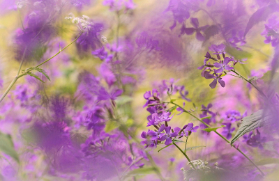 <i class='fa fa-user'></i>&nbsp;Nel R&nbsp;|  Wilde Judaspenning&nbsp; <i class='fa fa-eye'>&nbsp;81</i> &nbsp;<i class='fa fa-thumbs-up'>&nbsp;5</i> &nbsp; <i class='fa fa-comment-o'>&nbsp;6</i>