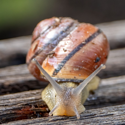 <i class='fa fa-user'></i>&nbsp;harrie69&nbsp;|  Zwartgerande Tuinslak&nbsp; <i class='fa fa-eye'>&nbsp;62</i> &nbsp; <i class='fa fa-comment-o'>&nbsp;5</i>