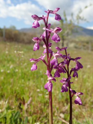 <i class='fa fa-user'></i>&nbsp;A. Soeting&nbsp;|  Harlekijn&nbsp; <i class='fa fa-eye'>&nbsp;65</i> &nbsp; <i class='fa fa-comment-o'>&nbsp;1</i>