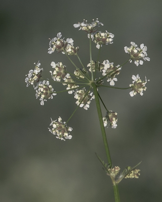 <i class='fa fa-user'></i>&nbsp;Johan van Gurp&nbsp;|  Fluitenkruid&nbsp; <i class='fa fa-eye'>&nbsp;48</i> &nbsp;<i class='fa fa-thumbs-up'>&nbsp;1</i> &nbsp; <i class='fa fa-comment-o'>&nbsp;0</i>