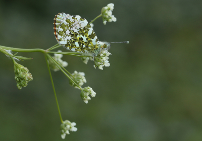 <i class='fa fa-user'></i>&nbsp;Ad Sprang&nbsp;|  Oranjetipje&nbsp; <i class='fa fa-eye'>&nbsp;97</i> &nbsp;<i class='fa fa-thumbs-up'>&nbsp;1</i> &nbsp; <i class='fa fa-comment-o'>&nbsp;1</i>