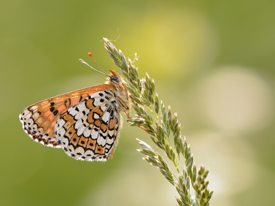 <i class='fa fa-user'></i>&nbsp;Mignon-Creative&nbsp;|  Veldparelmoervlinder&nbsp; <i class='fa fa-eye'>&nbsp;92</i> &nbsp;<i class='fa fa-thumbs-up'>&nbsp;12</i> &nbsp; <i class='fa fa-comment-o'>&nbsp;7</i>