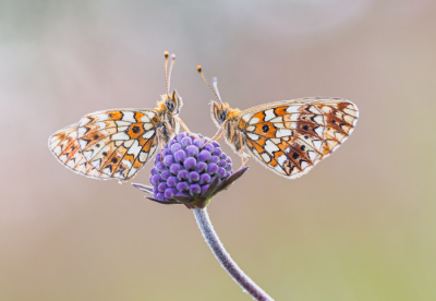 <i class='fa fa-user'></i>&nbsp;EllenStegeman&nbsp;|  Zilveren maan&nbsp; <i class='fa fa-eye'>&nbsp;169</i> &nbsp;<i class='fa fa-thumbs-up'>&nbsp;14</i> &nbsp; <i class='fa fa-comment-o'>&nbsp;10</i>