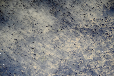 <i class='fa fa-user'></i>&nbsp;liesbeth van vliet&nbsp;|  Kikker sp.&nbsp; <i class='fa fa-eye'>&nbsp;96</i> &nbsp;<i class='fa fa-thumbs-up'>&nbsp;6</i> &nbsp; <i class='fa fa-comment-o'>&nbsp;7</i>