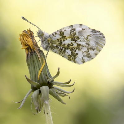 <i class='fa fa-user'></i>&nbsp;Johan van Gurp&nbsp;|  Oranjetipje&nbsp; <i class='fa fa-eye'>&nbsp;80</i> &nbsp;<i class='fa fa-thumbs-up'>&nbsp;8</i> &nbsp; <i class='fa fa-comment-o'>&nbsp;6</i>