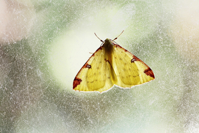 <i class='fa fa-user'></i>&nbsp;Pieter  LJ&nbsp;|  Hagedoornvlinder&nbsp; <i class='fa fa-eye'>&nbsp;70</i> &nbsp;<i class='fa fa-thumbs-up'>&nbsp;8</i> &nbsp; <i class='fa fa-comment-o'>&nbsp;6</i>