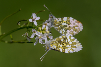 <i class='fa fa-user'></i>&nbsp;Willem Verhagen&nbsp;|  Oranjetipje&nbsp; <i class='fa fa-eye'>&nbsp;85</i> &nbsp;<i class='fa fa-thumbs-up'>&nbsp;8</i> &nbsp; <i class='fa fa-comment-o'>&nbsp;4</i>