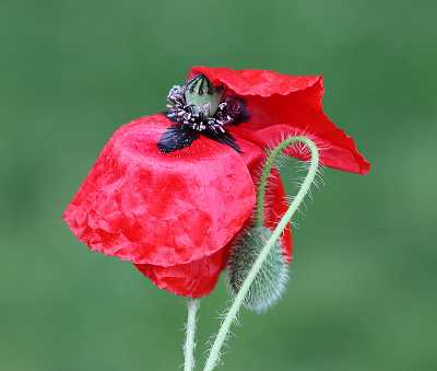 <i class='fa fa-user'></i>&nbsp;Paul Vandebroek&nbsp;|  Grote Klaproos&nbsp; <i class='fa fa-eye'>&nbsp;59</i> &nbsp;<i class='fa fa-thumbs-up'>&nbsp;7</i> &nbsp; <i class='fa fa-comment-o'>&nbsp;4</i>