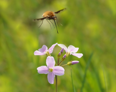 <i class='fa fa-user'></i>&nbsp;Jurgen Maassen&nbsp;|  Gewone Wolzwever&nbsp; <i class='fa fa-eye'>&nbsp;79</i> &nbsp;<i class='fa fa-thumbs-up'>&nbsp;5</i> &nbsp; <i class='fa fa-comment-o'>&nbsp;4</i>