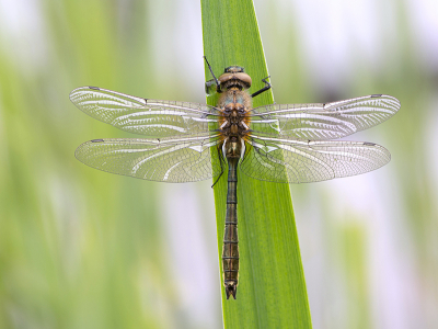 <i class='fa fa-user'></i>&nbsp;Mignon-Creative&nbsp;|  Smaragdlibel&nbsp; <i class='fa fa-eye'>&nbsp;83</i> &nbsp;<i class='fa fa-thumbs-up'>&nbsp;4</i> &nbsp; <i class='fa fa-comment-o'>&nbsp;2</i>