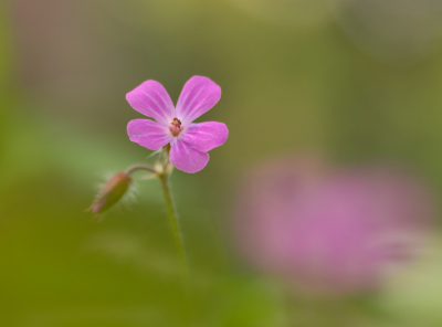 <i class='fa fa-user'></i>&nbsp;janvangastel&nbsp;|  Robertskruid&nbsp; <i class='fa fa-eye'>&nbsp;56</i> &nbsp; <i class='fa fa-comment-o'>&nbsp;1</i>