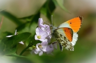 <i class='fa fa-user'></i>&nbsp;Bert Veerman&nbsp;|  Oranjetipje&nbsp; <i class='fa fa-eye'>&nbsp;67</i> &nbsp;<i class='fa fa-thumbs-up'>&nbsp;3</i> &nbsp; <i class='fa fa-comment-o'>&nbsp;4</i>