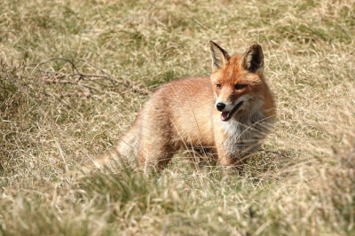 <i class='fa fa-user'></i>&nbsp;nelappelmelk&nbsp;|  Vos&nbsp; <i class='fa fa-eye'>&nbsp;117</i> &nbsp;<i class='fa fa-thumbs-up'>&nbsp;5</i> &nbsp; <i class='fa fa-comment-o'>&nbsp;7</i>