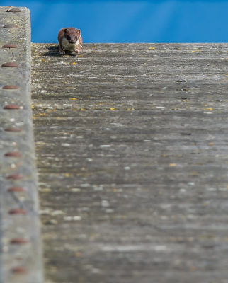 <i class='fa fa-user'></i>&nbsp;pietwil&nbsp;|  Hermelijn&nbsp; <i class='fa fa-eye'>&nbsp;161</i> &nbsp; <i class='fa fa-comment-o'>&nbsp;5</i>