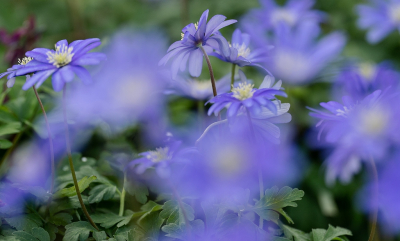 <i class='fa fa-user'></i>&nbsp;Tim Oord&nbsp;|  Blauwe Anemoon&nbsp; <i class='fa fa-eye'>&nbsp;57</i> &nbsp; <i class='fa fa-comment-o'>&nbsp;1</i>