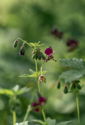 <i class='fa fa-user'></i>&nbsp;Tim Oord&nbsp;|  Donkere Ooievaarsbek&nbsp; <i class='fa fa-eye'>&nbsp;48</i> &nbsp; <i class='fa fa-comment-o'>&nbsp;0</i>