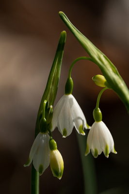 <i class='fa fa-user'></i>&nbsp;Tim Oord&nbsp;|  Zomerklokje&nbsp; <i class='fa fa-eye'>&nbsp;42</i> &nbsp; <i class='fa fa-comment-o'>&nbsp;0</i>