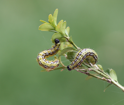 <i class='fa fa-user'></i>&nbsp;Paul Vandebroek&nbsp;|  Buxusmot&nbsp; <i class='fa fa-eye'>&nbsp;75</i> &nbsp;<i class='fa fa-thumbs-up'>&nbsp;2</i> &nbsp; <i class='fa fa-comment-o'>&nbsp;8</i>