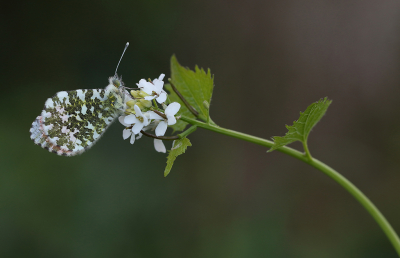 <i class='fa fa-user'></i>&nbsp;Ad Sprang&nbsp;|  Oranjetipje&nbsp; <i class='fa fa-eye'>&nbsp;127</i> &nbsp;<i class='fa fa-thumbs-up'>&nbsp;9</i> &nbsp; <i class='fa fa-comment-o'>&nbsp;8</i>