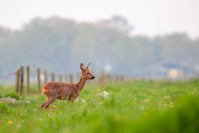 Eindelijk kwam ik een keer een paar Reen tegen die binnen een mooie afstand stonden om een mooie foto van te maken. Vanachter een boom kon ik ze ongestoord bekijken. Wat zijn t prachtige dieren. De bloemetjes vind ik een fijne sfeer maken in de foto.