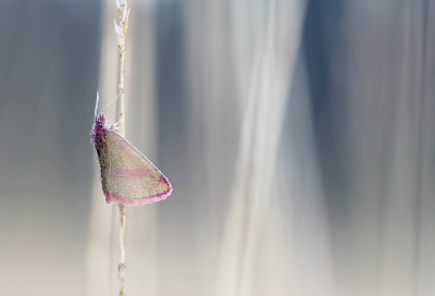 <i class='fa fa-user'></i>&nbsp;Pieter  LJ&nbsp;|  Zuringspanner&nbsp; <i class='fa fa-eye'>&nbsp;122</i> &nbsp;<i class='fa fa-thumbs-up'>&nbsp;13</i> &nbsp; <i class='fa fa-comment-o'>&nbsp;11</i>