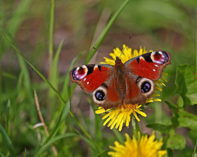 <i class='fa fa-user'></i>&nbsp;Cor&nbsp;|  Dagpauwoog&nbsp; <i class='fa fa-eye'>&nbsp;56</i> &nbsp;<i class='fa fa-thumbs-up'>&nbsp;7</i> &nbsp; <i class='fa fa-comment-o'>&nbsp;11</i>