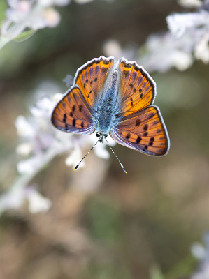 <i class='fa fa-user'></i>&nbsp;Mignon-Creative&nbsp;|  Violette Vuurvlinder&nbsp; <i class='fa fa-eye'>&nbsp;73</i> &nbsp;<i class='fa fa-thumbs-up'>&nbsp;1</i> &nbsp; <i class='fa fa-comment-o'>&nbsp;3</i>