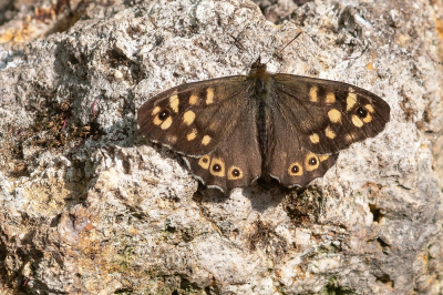 <i class='fa fa-user'></i>&nbsp;Johan van Gurp&nbsp;|  Bont Zandoogje&nbsp; <i class='fa fa-eye'>&nbsp;46</i> &nbsp;<i class='fa fa-thumbs-up'>&nbsp;2</i> &nbsp; <i class='fa fa-comment-o'>&nbsp;5</i>