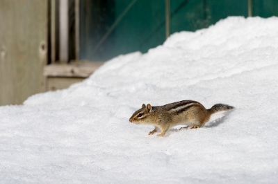 <i class='fa fa-user'></i>&nbsp;Jan Luit&nbsp;|  Gestreepte Grondeekhoorn&nbsp; <i class='fa fa-eye'>&nbsp;58</i> &nbsp; <i class='fa fa-comment-o'>&nbsp;3</i>