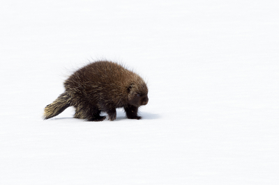 <i class='fa fa-user'></i>&nbsp;Jan Luit&nbsp;|  Oerzon of Noord-Amerikaans Boomstekelvarken&nbsp; <i class='fa fa-eye'>&nbsp;87</i> &nbsp;<i class='fa fa-thumbs-up'>&nbsp;3</i> &nbsp; <i class='fa fa-comment-o'>&nbsp;4</i>