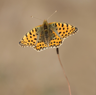 <i class='fa fa-user'></i>&nbsp;Jurgen Maassen&nbsp;|  Kleine Parelmoervlinder&nbsp; <i class='fa fa-eye'>&nbsp;97</i> &nbsp;<i class='fa fa-thumbs-up'>&nbsp;11</i> &nbsp; <i class='fa fa-comment-o'>&nbsp;8</i>