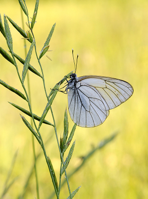 <i class='fa fa-user'></i>&nbsp;Mignon-Creative&nbsp;|  Groot Geaderd Witje&nbsp; <i class='fa fa-eye'>&nbsp;77</i> &nbsp;<i class='fa fa-thumbs-up'>&nbsp;15</i> &nbsp; <i class='fa fa-comment-o'>&nbsp;12</i>