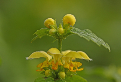 <i class='fa fa-user'></i>&nbsp;Cor&nbsp;|  Gele Dovenetel&nbsp; <i class='fa fa-eye'>&nbsp;59</i> &nbsp;<i class='fa fa-thumbs-up'>&nbsp;8</i> &nbsp; <i class='fa fa-comment-o'>&nbsp;10</i>