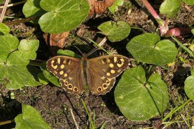 <i class='fa fa-user'></i>&nbsp;frbeuming&nbsp;|  Bont Zandoogje&nbsp; <i class='fa fa-eye'>&nbsp;35</i> &nbsp; <i class='fa fa-comment-o'>&nbsp;2</i>