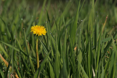 <i class='fa fa-user'></i>&nbsp;frbeuming&nbsp;|  Paardenbloem&nbsp; <i class='fa fa-eye'>&nbsp;44</i> &nbsp; <i class='fa fa-comment-o'>&nbsp;0</i>