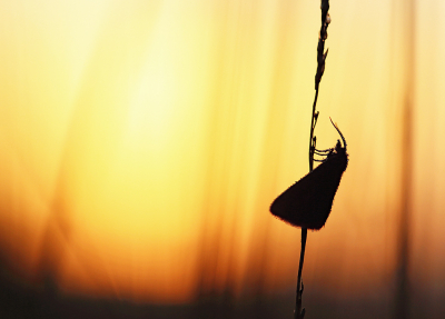 <i class='fa fa-user'></i>&nbsp;Pieter  LJ&nbsp;|  Zuringspanner&nbsp; <i class='fa fa-eye'>&nbsp;45</i> &nbsp;<i class='fa fa-thumbs-up'>&nbsp;3</i> &nbsp; <i class='fa fa-comment-o'>&nbsp;6</i>