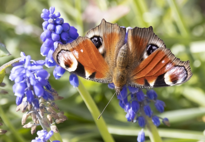 <i class='fa fa-user'></i>&nbsp;momo&nbsp;|  Dagpauwoog&nbsp; <i class='fa fa-eye'>&nbsp;43</i> &nbsp; <i class='fa fa-comment-o'>&nbsp;1</i>