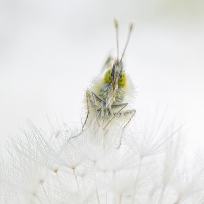 <i class='fa fa-user'></i>&nbsp;Tom&nbsp;|  Oranjetipje&nbsp; <i class='fa fa-eye'>&nbsp;125</i> &nbsp;<i class='fa fa-thumbs-up'>&nbsp;19</i> &nbsp; <i class='fa fa-comment-o'>&nbsp;15</i>