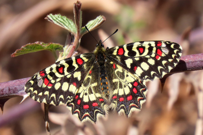 <i class='fa fa-user'></i>&nbsp;A. Soeting&nbsp;|  Spaanse Pijpbloemvlinder&nbsp; <i class='fa fa-eye'>&nbsp;115</i> &nbsp;<i class='fa fa-thumbs-up'>&nbsp;10</i> &nbsp; <i class='fa fa-comment-o'>&nbsp;11</i>