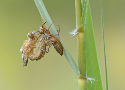 <i class='fa fa-user'></i>&nbsp;koekieman&nbsp;|  Smaragdlibel&nbsp; <i class='fa fa-eye'>&nbsp;86</i> &nbsp;<i class='fa fa-thumbs-up'>&nbsp;7</i> &nbsp; <i class='fa fa-comment-o'>&nbsp;7</i>