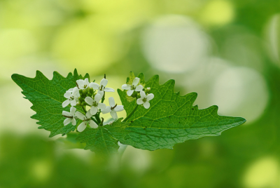 <i class='fa fa-user'></i>&nbsp;janvangastel&nbsp;|  Look-zonder-look&nbsp; <i class='fa fa-eye'>&nbsp;48</i> &nbsp;<i class='fa fa-thumbs-up'>&nbsp;5</i> &nbsp; <i class='fa fa-comment-o'>&nbsp;4</i>