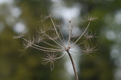 <i class='fa fa-user'></i>&nbsp;susan meijnders&nbsp;|  Uitgebloeid&nbsp; <i class='fa fa-eye'>&nbsp;53</i> &nbsp; <i class='fa fa-comment-o'>&nbsp;3</i>