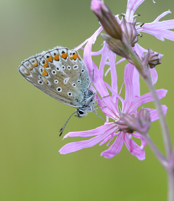 <i class='fa fa-user'></i>&nbsp;Mignon-Creative&nbsp;|  Icarusblauwtje&nbsp; <i class='fa fa-eye'>&nbsp;60</i> &nbsp;<i class='fa fa-thumbs-up'>&nbsp;4</i> &nbsp; <i class='fa fa-comment-o'>&nbsp;4</i>